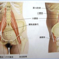 腸腰筋 ちょうようきん 腰とわき腹から股の付け根の痛みの原因筋肉 大川接骨院 石川県金沢市八日市 柔道整復師 電気療法 マッサージ 各種保険適用 医療費助成対応