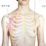 肩甲下筋の図　肩甲下筋…肩の痛み、腕が上がらない症状のほとんどに関与する、くせ者筋肉　大川接骨院（石川県金沢市）