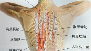院長コラム「背中の痛み」　大川接骨院（石川県金沢市）